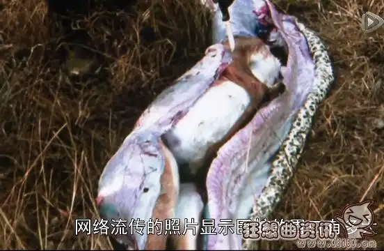 目前唯一蟒蛇食人事件发生在马来西亚,巨蟒在勒死受害者