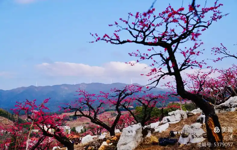 灼灼芳华十里桃花——连平桃花节