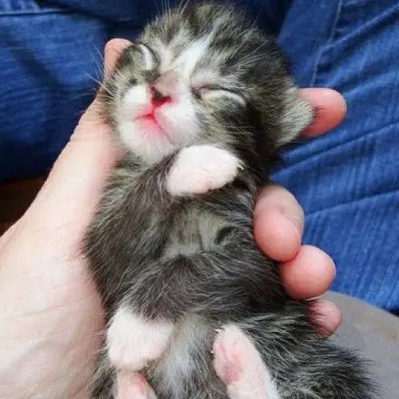 这么小这么可爱的幼猫仔,能不能不要这么萌