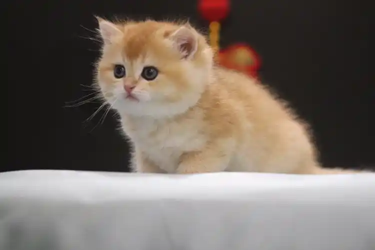 宠物猫英短金渐层ny12色赛级猫wcf实名认证咪玖名猫猫舍