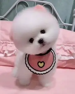 爱心领养博美小型犬宠物狗狗袖珍迷你茶杯长不大俊介白色陪伴犬