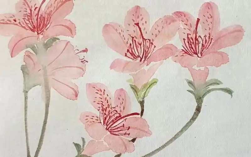 杜鹃花-绘画过程