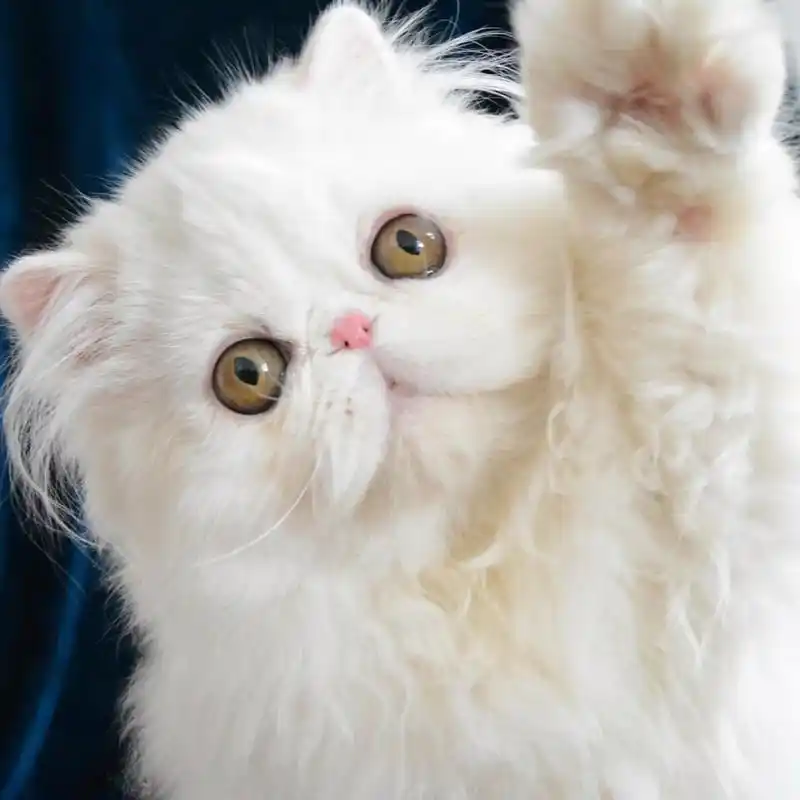 最可爱的猫咪头像 萌萌哒 高清版