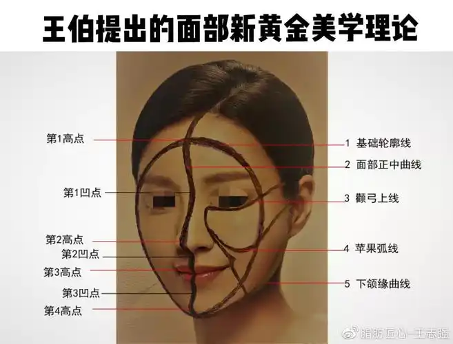 面部美学曲线