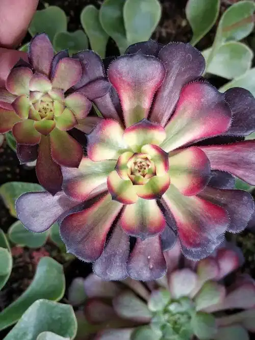 有心人天不负,法师新品美娅法师培育记!