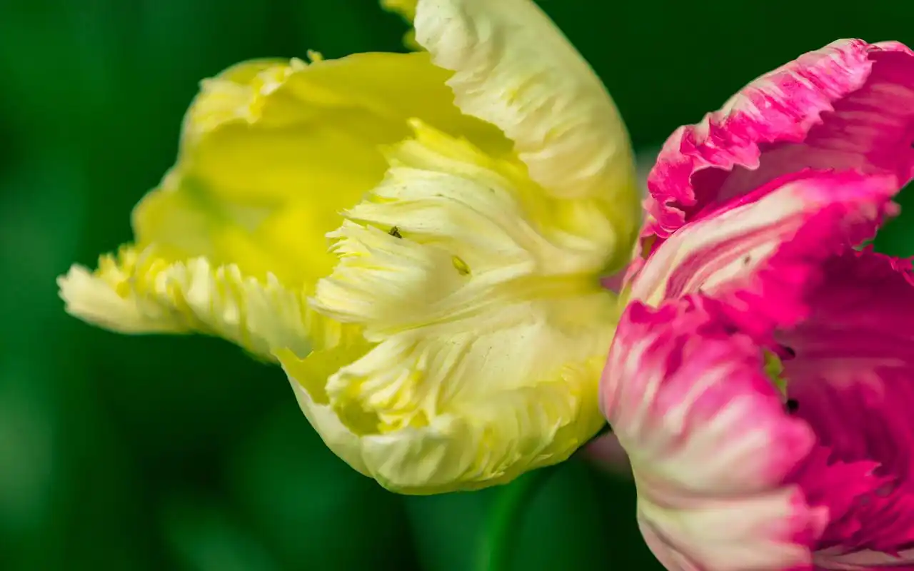 郁金香微距唯美高清桌面壁纸