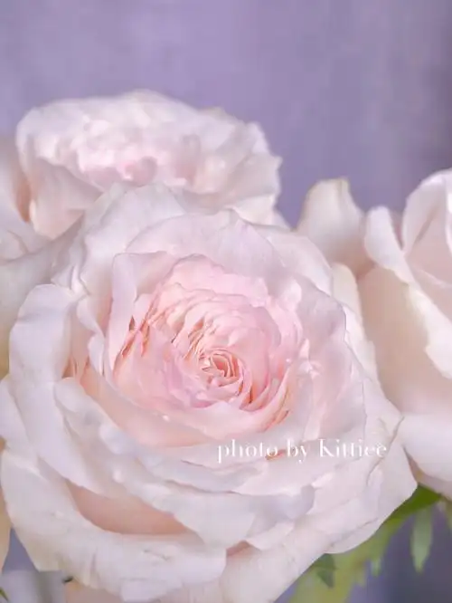 凯蒂的养花笔记粉白玫瑰07天秤座