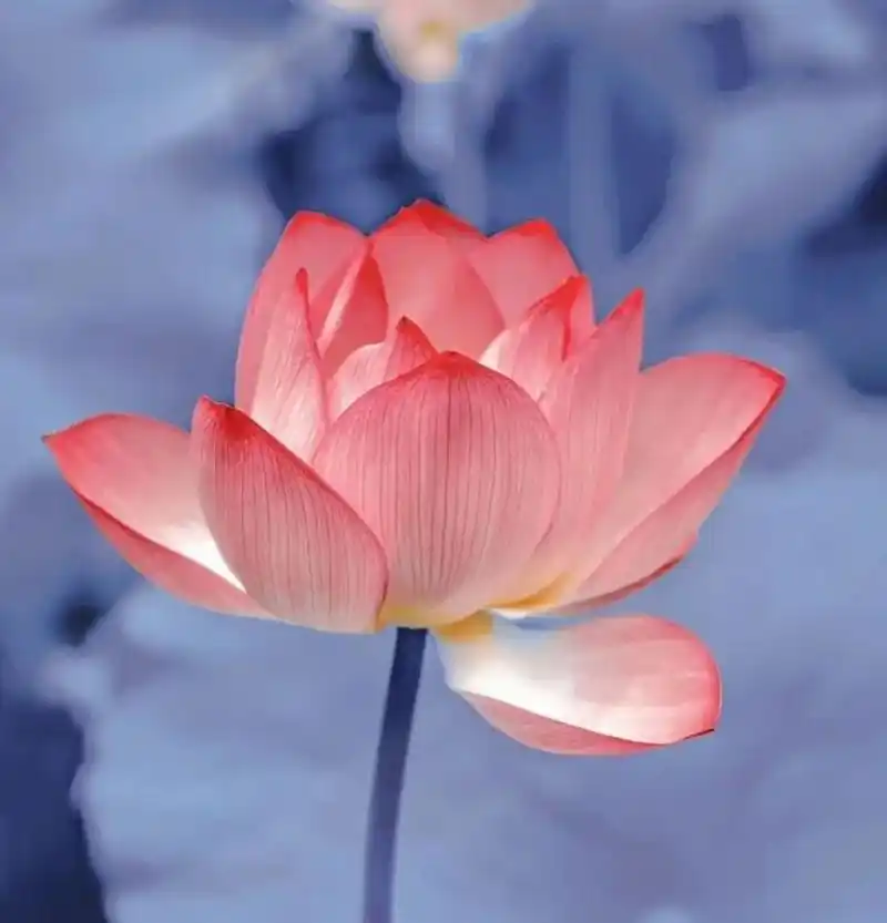 佛系头像 荷花的花语:"我永远只属于你,不用质疑我对你的爱,属于你的