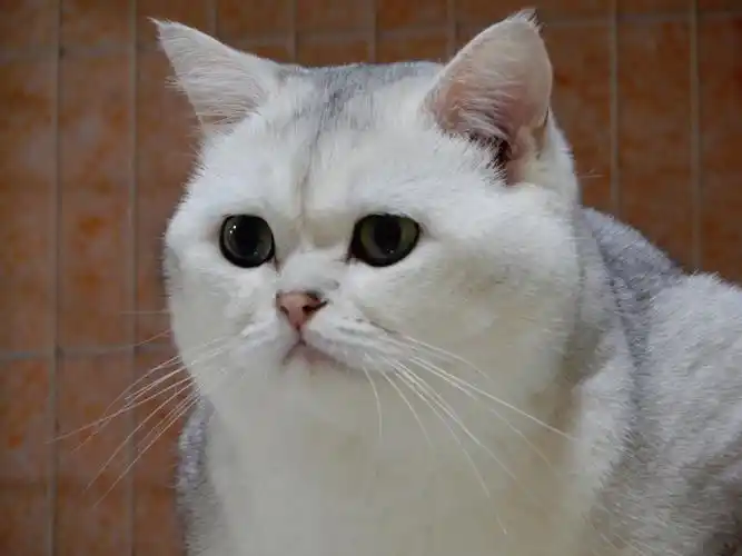 英短银渐层什么样才算好品相? - 知乎