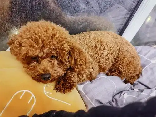 【讨论】卷毛的泰迪却一定要拉成直毛才好看