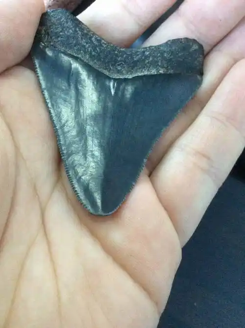 顶级文玩 鲨鱼牙化石