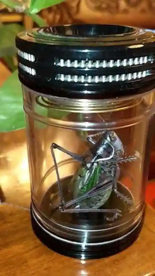 这只蝈蝈绝对是极品中的极品银背蓝脸叫声特别正太喜欢了