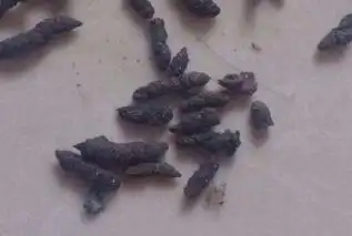 壁虎屎有毒吗,会不会传染什么病.