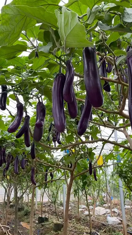 树上还能长茄子?来见识一下茄子树吧!