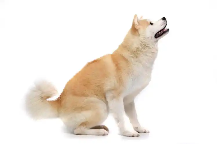 一个可爱的秋田伊努坐在白色背景的工作室镜头.