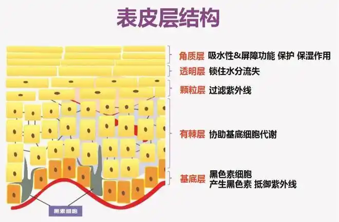 下面是童鞋们特别熟悉的皮肤表皮层结构图,大家都知道,角质层是由一个