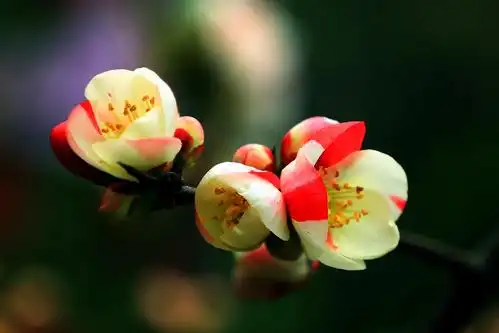 复色海棠(东洋锦)