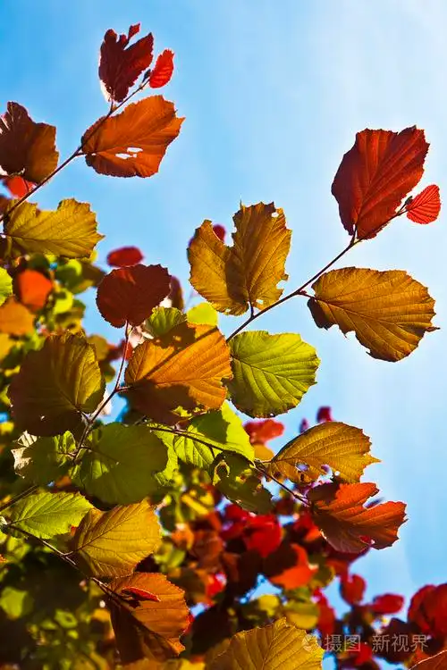 桦树上美丽的叶子照片-正版商用图片02ieim-摄图新视界