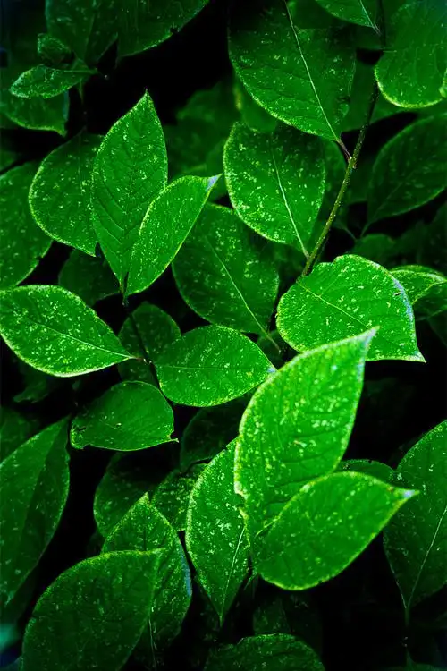 绿叶. - 堆糖,美图壁纸兴趣社区