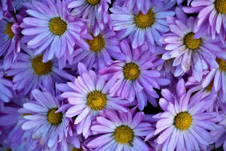 粉紫色的雏菊花,原创拍摄