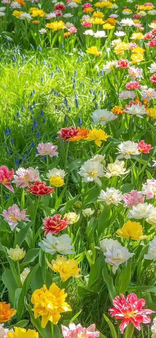 壁纸|新高清8k手机壁纸