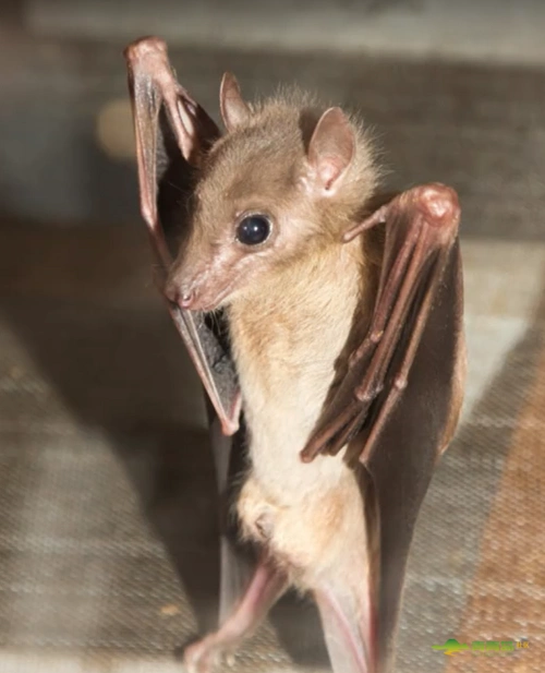 青岛海泉湾酒店,半夜房内惊现蝙蝠,超级惊悚有木有