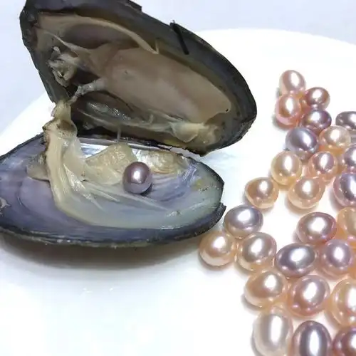 珍珠小河蚌 真空包装一蚌一珠 出口速卖通 淘宝直播