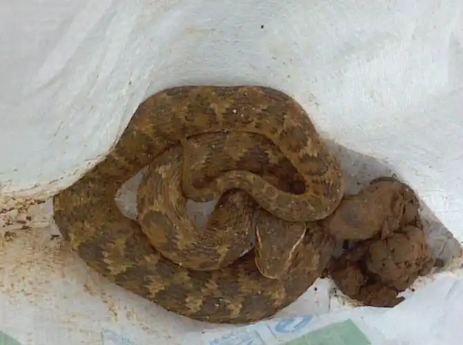 刚刚抓了条蛇,高人给分析一下,啥蛇!