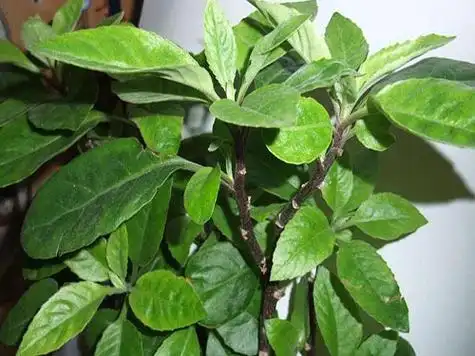 金鸡毛草的功效与作用