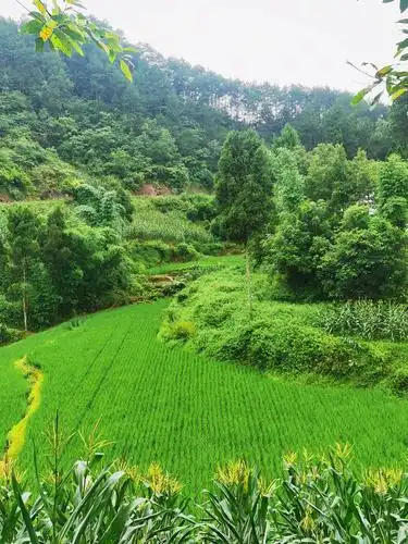稻田,远山,氧量充足让人不舍得离开,不断的吸收氧量