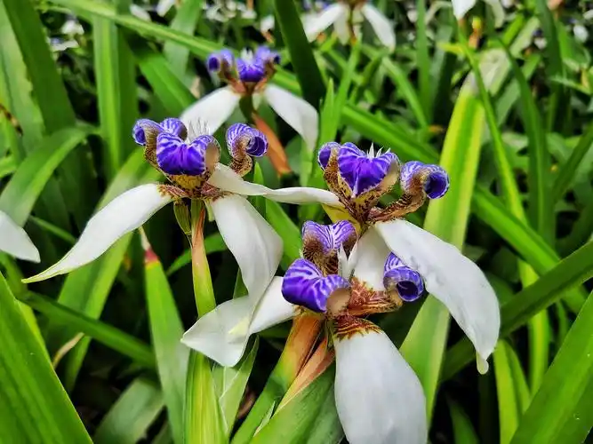 巴西鸢尾 原产地在墨西哥到巴西地区,别名玉蝴蝶等.