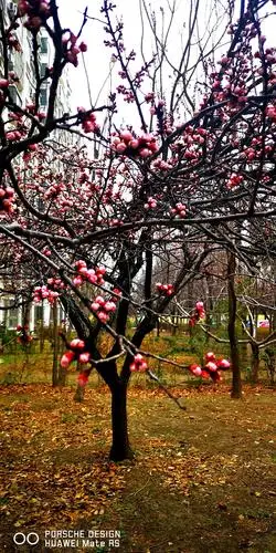 杏花优雅展艳绽放