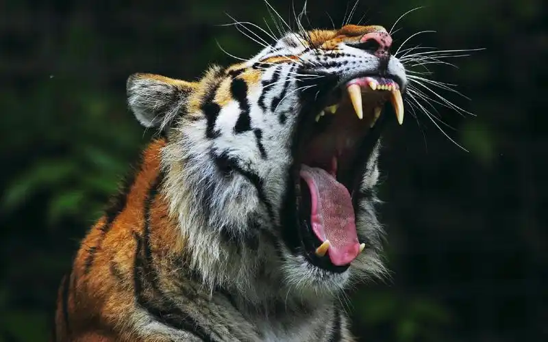 凶猛老虎摄影壁纸_威武凶猛的老虎