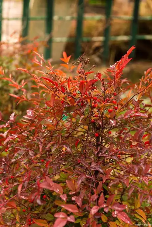 南天竹是一种常见的观赏植物,属常绿小灌木植物,茎干较高,表面光滑