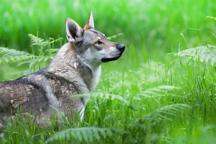 蒙古男孩用2年时间,将一匹孤狼,培养成了狼王