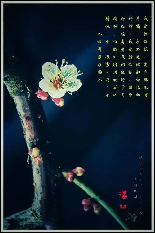 我爱梅花～因梅花的色,艳丽而不妖.梅花的香,清幽而淡雅.梅花的姿