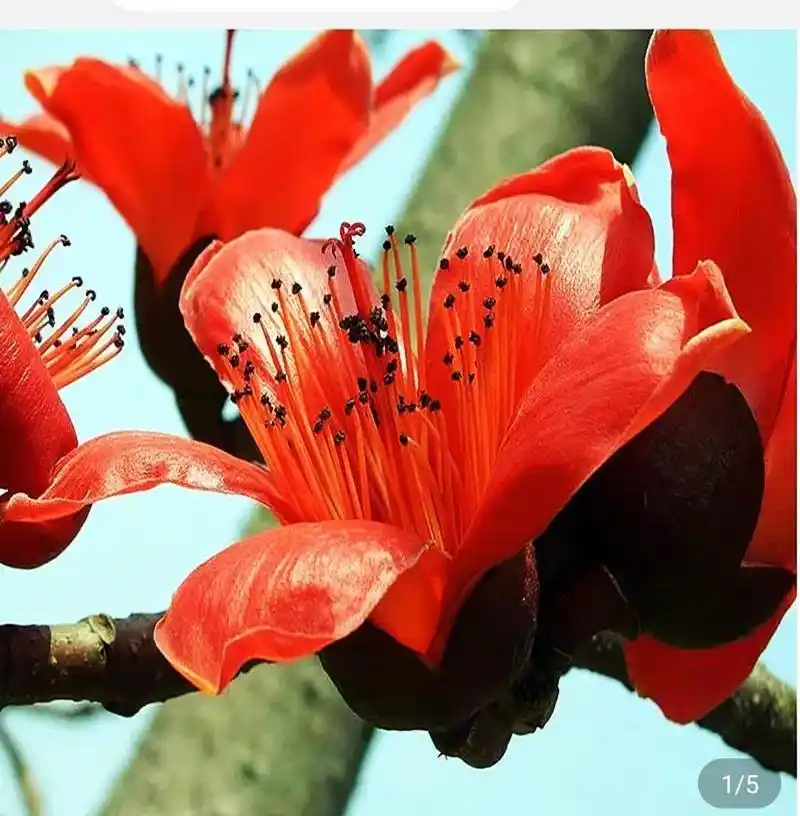 岭南画派大师陈永锵先生《木棉花》欣赏 - 抖音