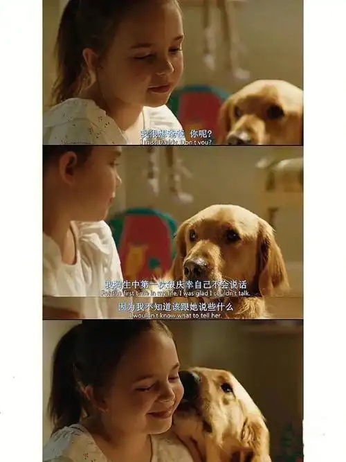 狗狗的电影对于养狗人每一部都会哭到窒息