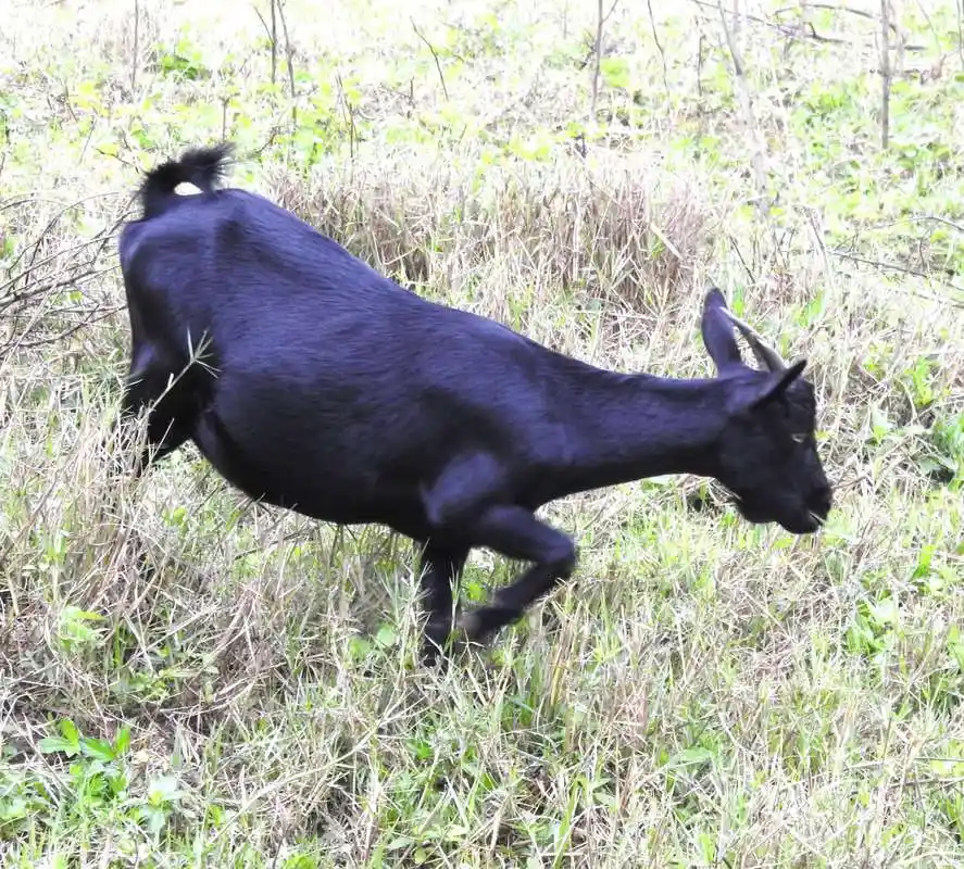 海南岛的黑山羊