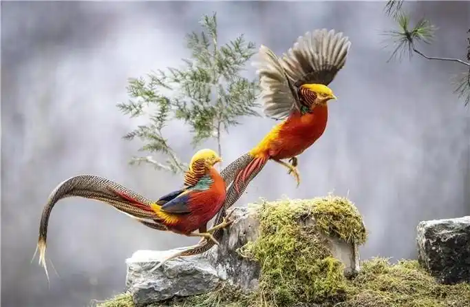 为什么说雄性阿法六线风鸟的求偶是鸟中最难的?它究竟干了什么?