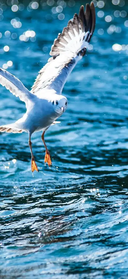 高清手机壁纸‖唯美护眼-大海上,海鸥在歌唱