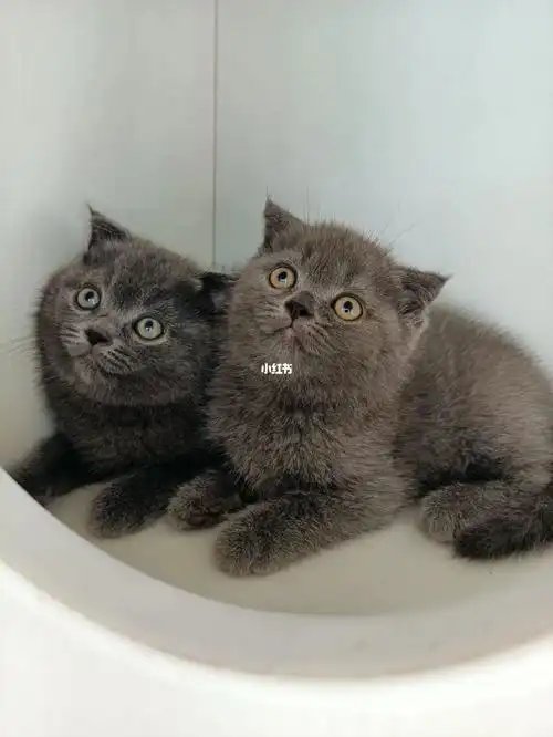 英短蓝猫两妹妹三个月大特价488一只