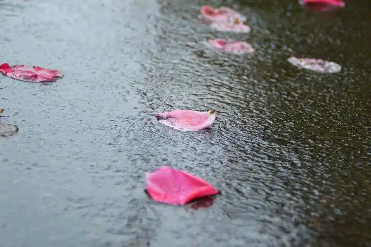 雨中落花首发