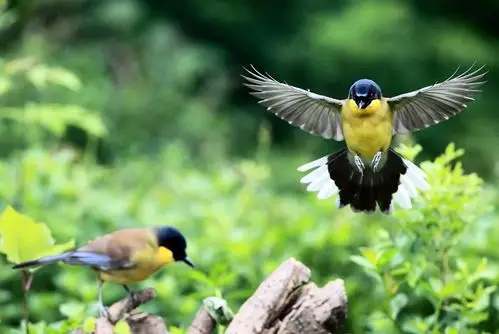 百鸟朝凤摄鸟展熊书林作品一