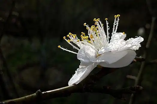 白梅花图片_白梅花图片大全_白梅花图片素材