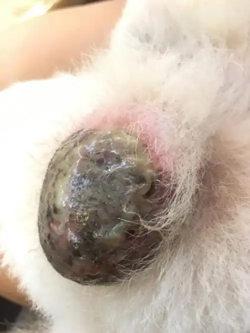 狗狗蛋蛋那里溃烂 该怎么办 急!