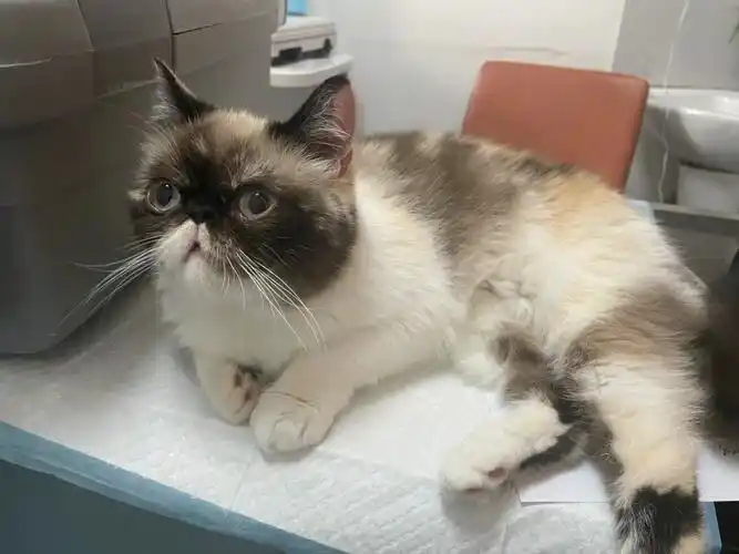 有这样的加菲跟英短吗大脸拉屎蓝皮埋