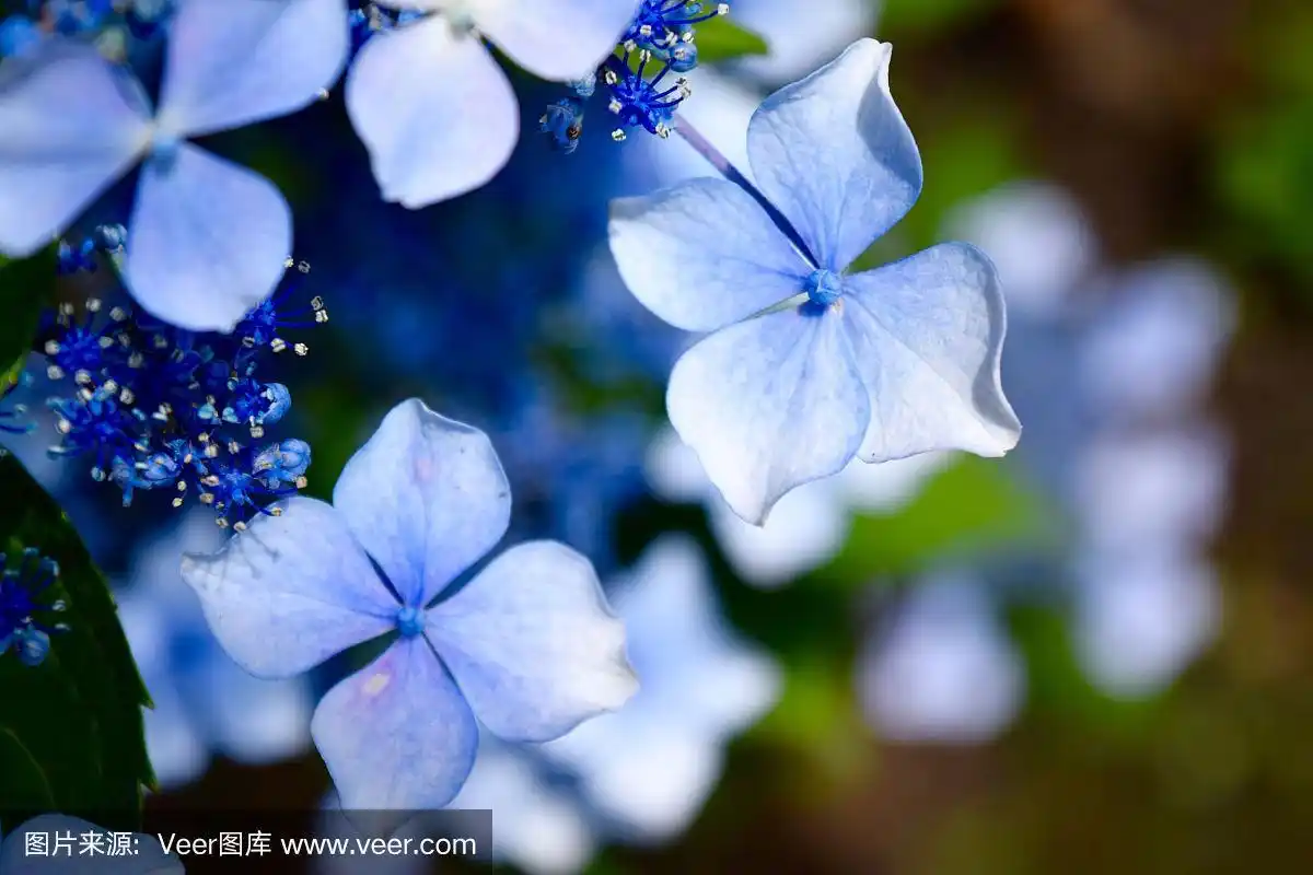 蓝色绣球花的钻石形状的花瓣特写