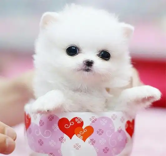 【转载】可爱的茶杯狗