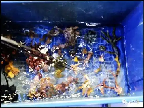 珊瑚缸扁虫的处理